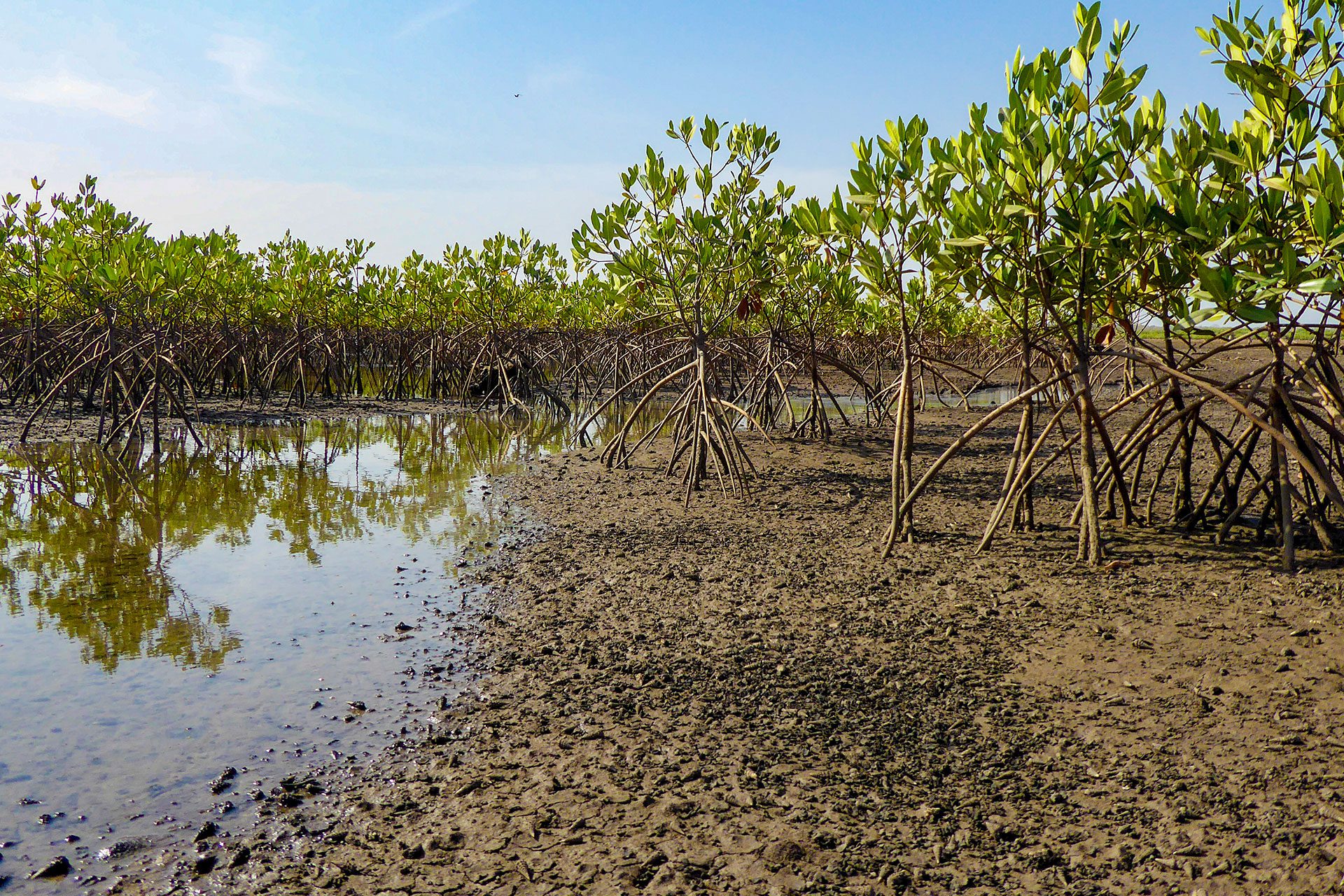 BACKING COMMUNITY-LED MANGROVE RESTORATION FOR FINANCIAL SUSTAINABILITY