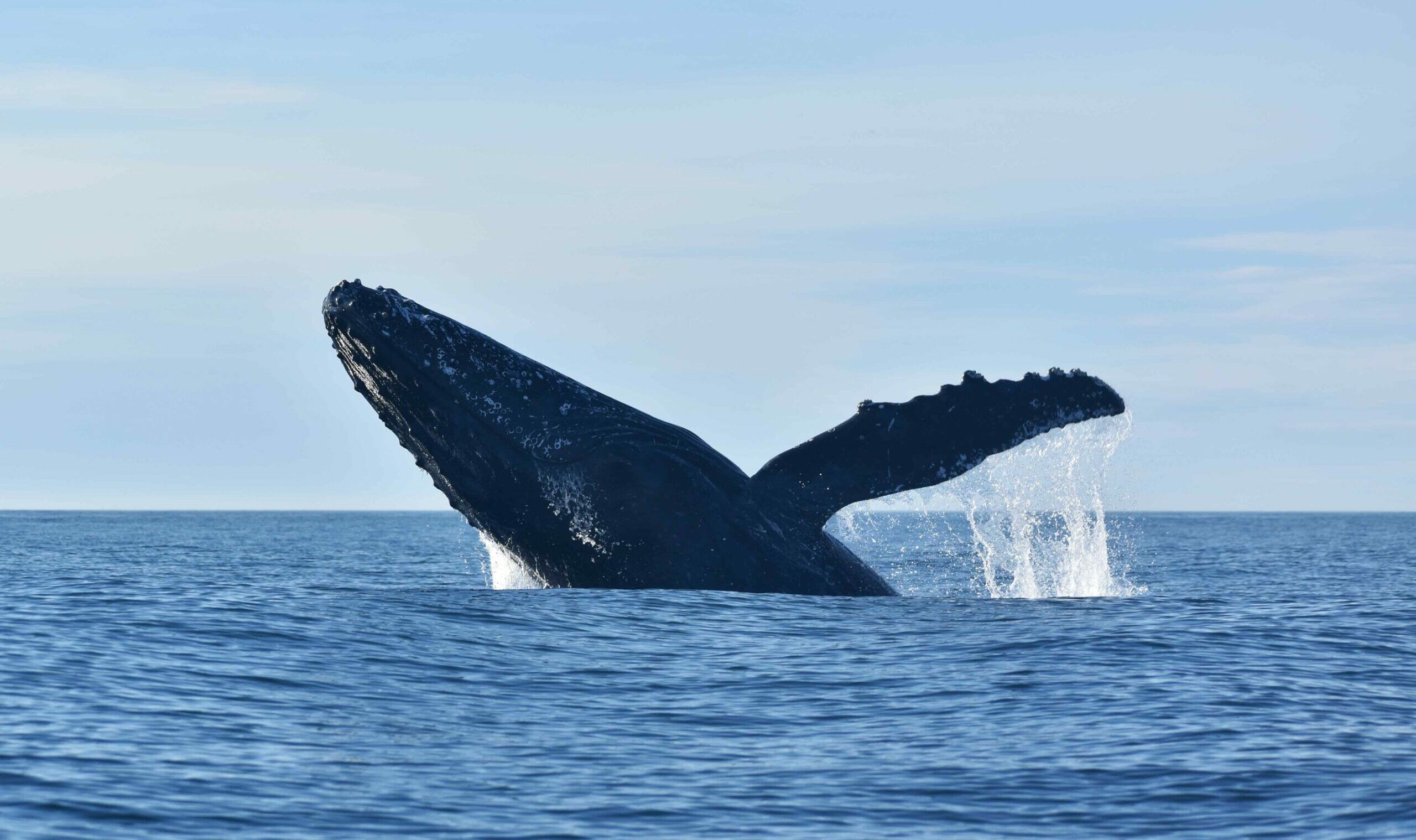 PROTECTING ARGENTINA’S PATAGONIAN COAST