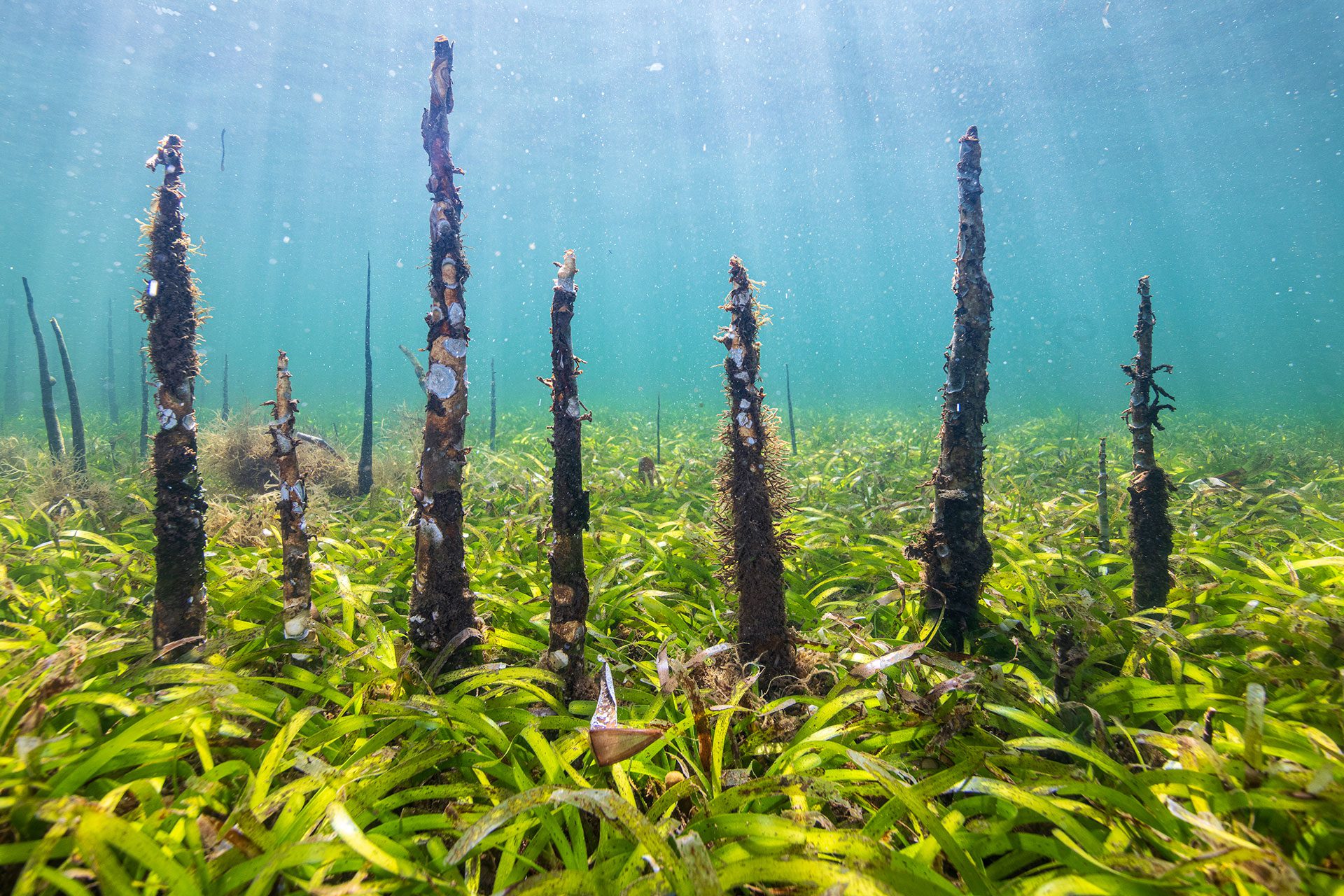 PROTECTING SEAGRASS AND EXPLORING BIODIVERSITY CREDITS