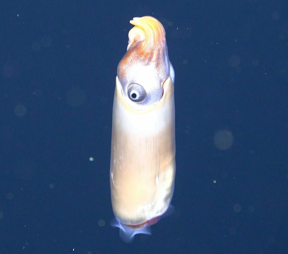 SUPPORTING THE PROTECTION OF DEEP-OCEAN ECOSYSTEMS AND BIODIVERSITY