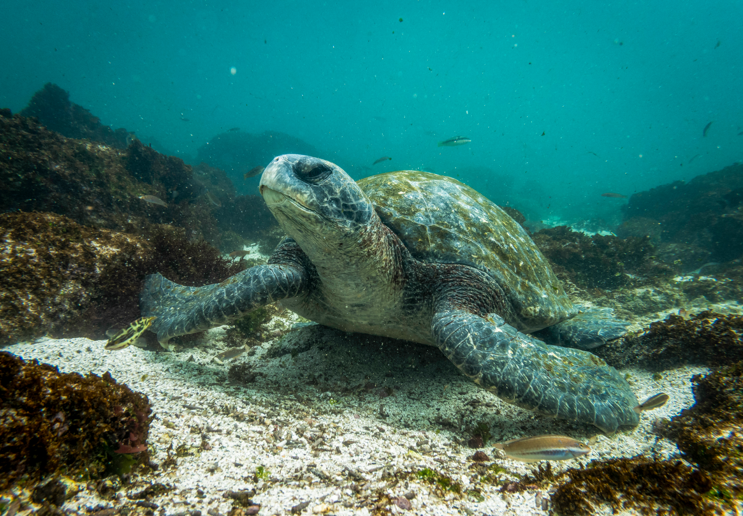ADVANCING THE CREATION OF HIGHLY AND FULLY PROTECTED MARINE AREAS